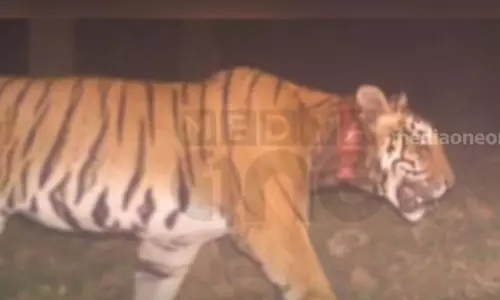 കുറുക്കൻമൂലയെ ഭീതിയിലാഴ്ത്തിയ കടുവയുടെ ദൃശ്യങ്ങള്‍ പുറത്ത്