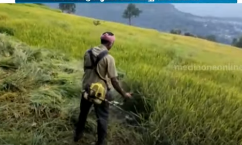 പരിപാലിക്കാന്‍ ആളില്ല; അഞ്ചേക്കര്‍ ഭൂമിയിലെ കൃഷി വെട്ടിനശിപ്പിച്ച്  കർഷകന്‍