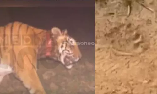 കുറുക്കൻമൂലയിൽ വീണ്ടും കടുവയിറങ്ങി; ജനവാസ മേഖലയിൽ കാൽപ്പാടുകൾ കുറുക്കൻമൂലയിൽ വീണ്ടും കടുവയിറങ്ങി; ജനവാസ മേഖലയിൽ കാൽപ്പാടുകൾ