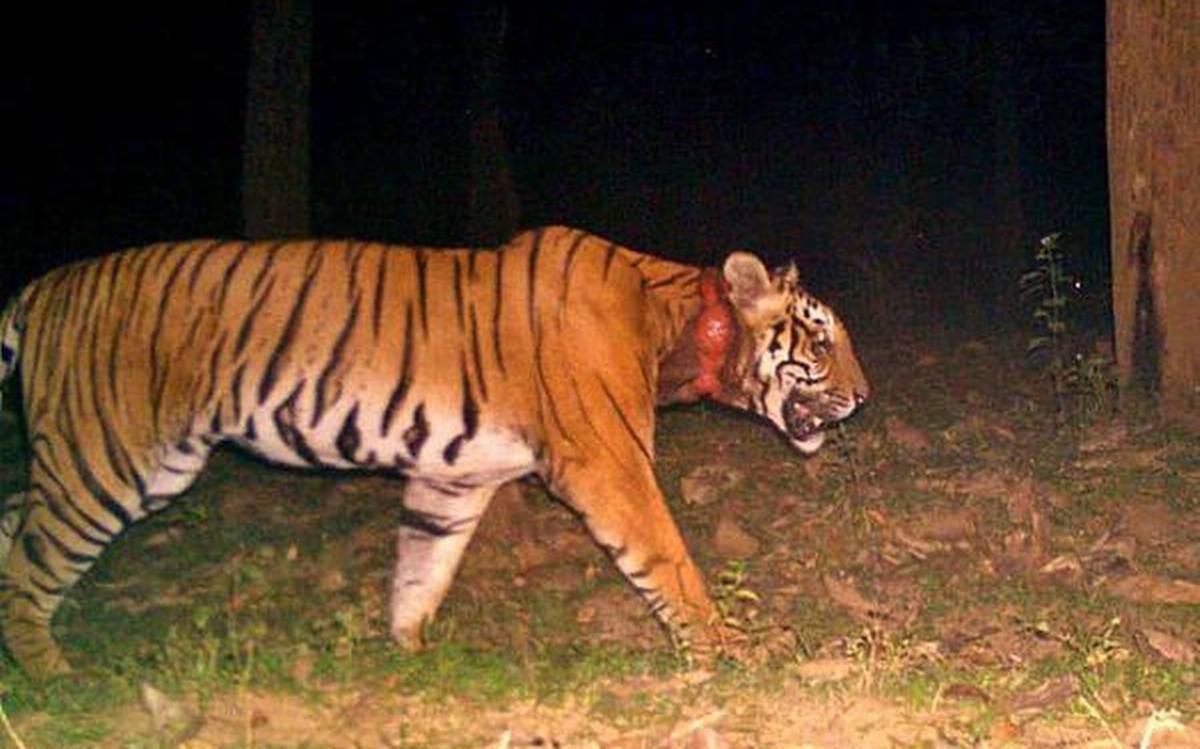തെരച്ചില്‍ ഫലം കണ്ടില്ല; കടുവ ഭീതി ഒഴിയാതെ മാനന്തവാടി