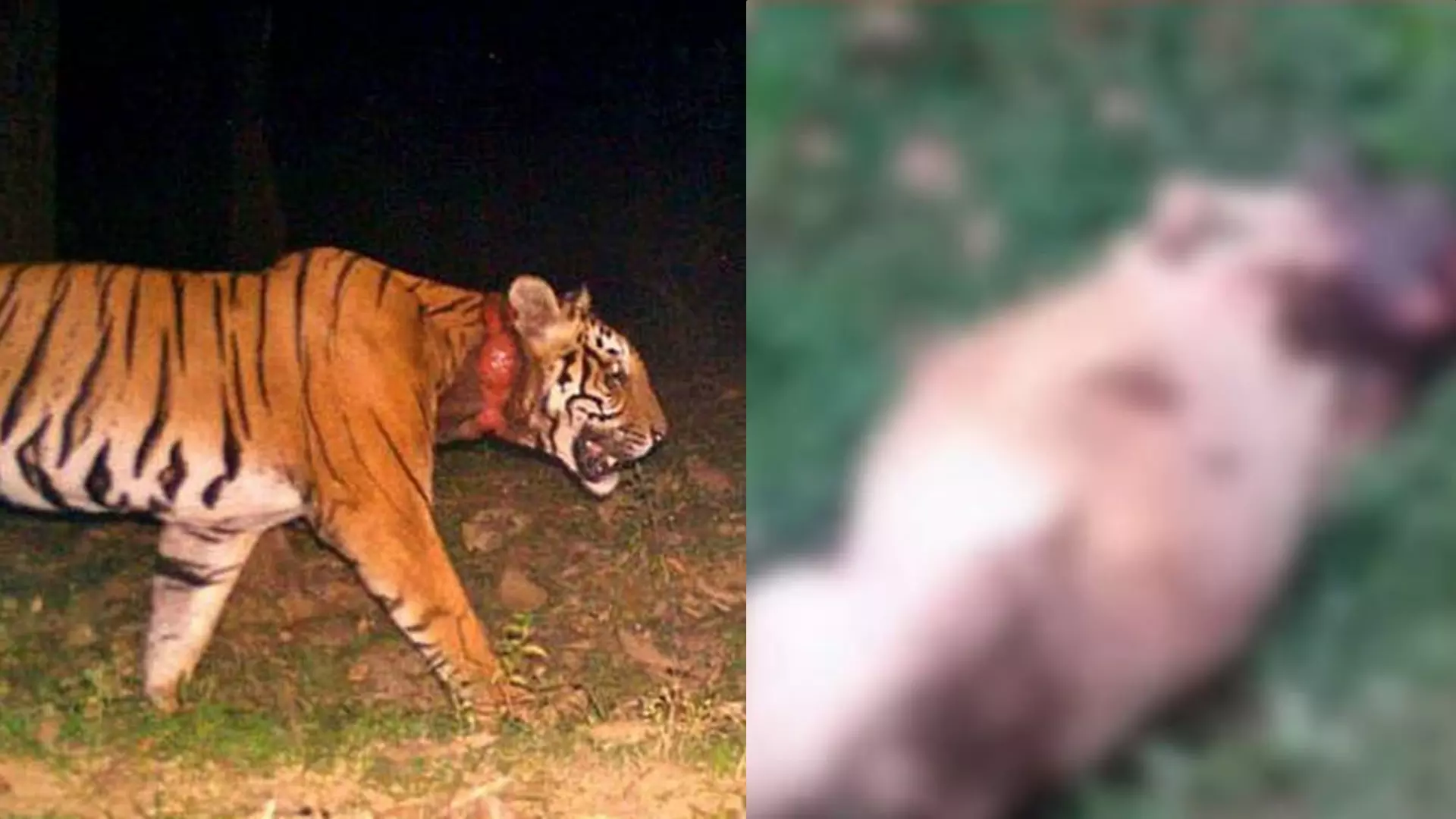 മാനന്തവാടിയിൽ വീണ്ടും കടുവയുടെ ആക്രമണം; രണ്ട് വളര്ത്തുമൃഗങ്ങളെ കടിച്ചുകൊന്നു മാനന്തവാടിയിൽ വീണ്ടും കടുവയുടെ ആക്രമണം; രണ്ട് വളര്ത്തുമൃഗങ്ങളെ കടിച്ചുകൊന്നു