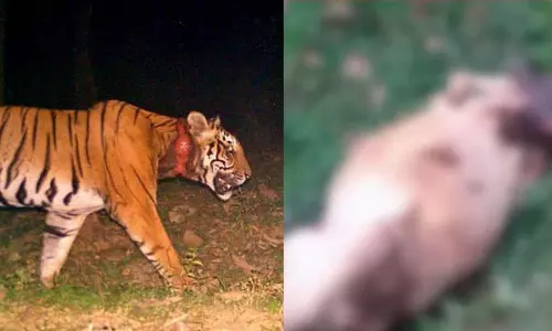 മാനന്തവാടിയിൽ വീണ്ടും കടുവയുടെ ആക്രമണം; രണ്ട് വളര്‍ത്തുമൃഗങ്ങളെ കടിച്ചുകൊന്നു