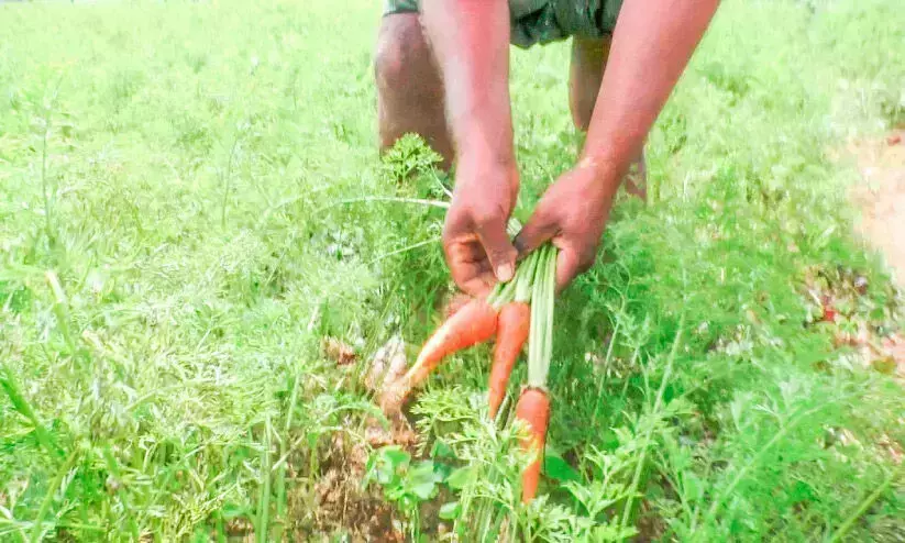 മഴ ചതിച്ചു; വട്ടവടയിൽ കൃഷിനാശം രൂക്ഷം മഴ ചതിച്ചു; വട്ടവടയിൽ കൃഷിനാശം രൂക്ഷം