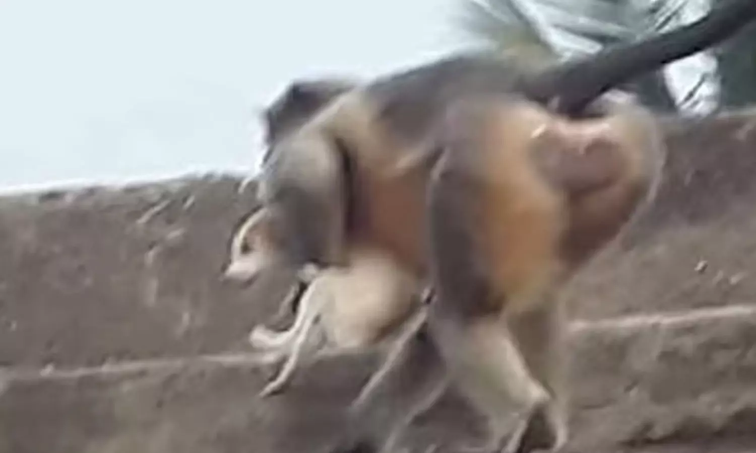 കുഞ്ഞിനെ കൊന്നു, 250 നായക്കുട്ടികളെ എറിഞ്ഞുകൊന്ന് കുരങ്ങന്മാരുടെ പ്രതികാരം; നാട്ടുകാർ ആശങ്കയിൽ