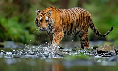 പിടികൊടുക്കാതെ കടുവ; ഭീതിയൊഴിയാതെ കുറുക്കന്മൂലക്കാര് പിടികൊടുക്കാതെ കടുവ; ഭീതിയൊഴിയാതെ കുറുക്കന്മൂലക്കാര്