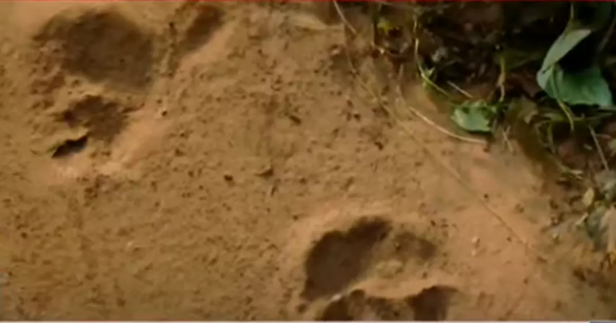 കുറുക്കന്മൂലയില് കടുവയുടെ കാല്പ്പാടുകള് കണ്ടെത്തി കുറുക്കന്മൂലയില് കടുവയുടെ കാല്പ്പാടുകള് കണ്ടെത്തി