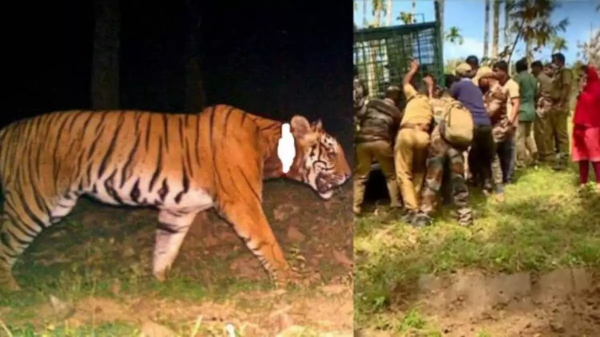 കുറുക്കന്മൂലയിലെ കടുവ വനംവകുപ്പ് ഉദ്യോഗസ്ഥരുടെ നിരീക്ഷണ വലയത്തില് കുറുക്കന്മൂലയിലെ കടുവ വനംവകുപ്പ് ഉദ്യോഗസ്ഥരുടെ നിരീക്ഷണ വലയത്തില്