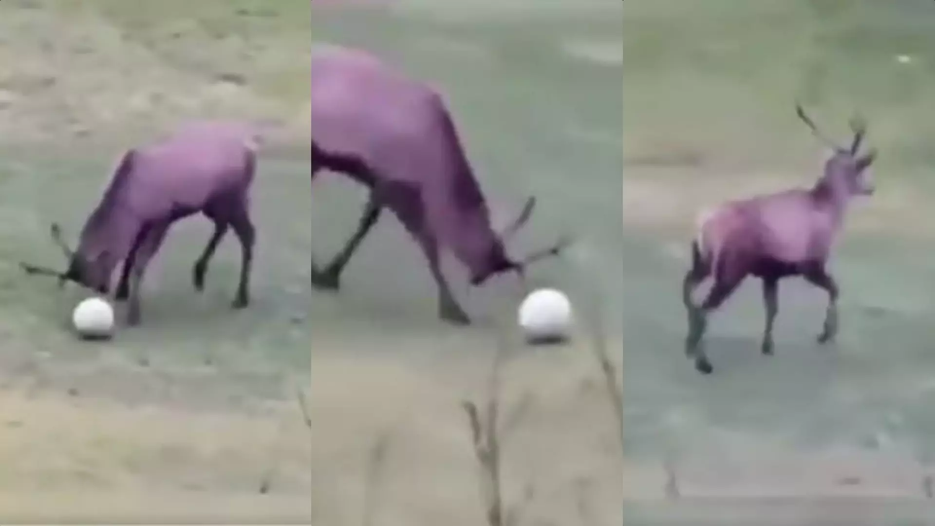 ഇതൊക്കെ എന്ത്...! കൊമ്പുകൊണ്ട് ഗോളടിച്ച് മാനിന്റെ ആഘോഷം; വീഡിയോ വൈറൽ ഇതൊക്കെ എന്ത്...! കൊമ്പുകൊണ്ട് ഗോളടിച്ച് മാനിന്റെ ആഘോഷം; വീഡിയോ വൈറൽ