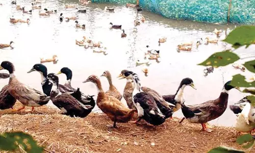 പക്ഷിപ്പനി; കോട്ടയം ജില്ലയില്‍ മൂന്നു ദിവസം കൊണ്ട് 31,371 താറാവുകളെ കൊന്ന് സംസ്കരിച്ചു