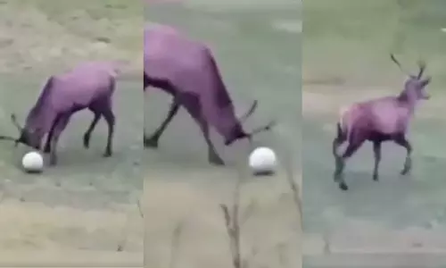 ഇതൊക്കെ എന്ത്...! കൊമ്പുകൊണ്ട് ഗോളടിച്ച് മാനിന്റെ ആഘോഷം; വീഡിയോ വൈറൽ ഇതൊക്കെ എന്ത്...! കൊമ്പുകൊണ്ട് ഗോളടിച്ച് മാനിന്റെ ആഘോഷം; വീഡിയോ വൈറൽ