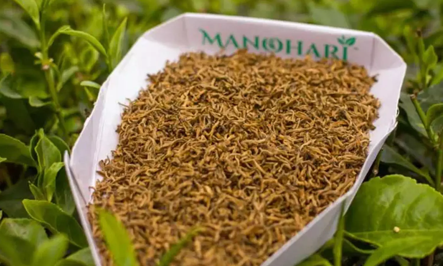 കിലോക്ക് വില ഒരു ലക്ഷം; ഉയരം കൂടുമ്പോൾ രുചികൂടുന്ന മനോഹരി ചായ കിലോക്ക് വില ഒരു ലക്ഷം; ഉയരം കൂടുമ്പോൾ രുചികൂടുന്ന മനോഹരി ചായ