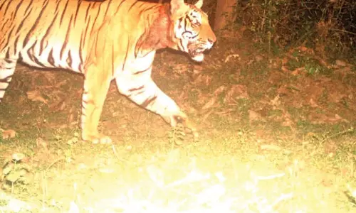 വയനാട്ടിൽ ഭീതിവിതച്ച കടുവയെ ഉടൻ പിടിക്കും; ലൊക്കേറ്റ് ചെയ്തതായി വനംവകുപ്പ്