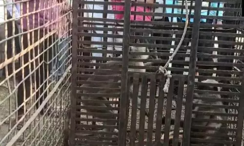 അപൂർവ പ്രതികാര കഥ; നായ്ക്കുട്ടികളെ എറിഞ്ഞു കൊന്ന സംഭവത്തിൽ രണ്ടു കുരങ്ങന്മാർ പിടിയിൽ