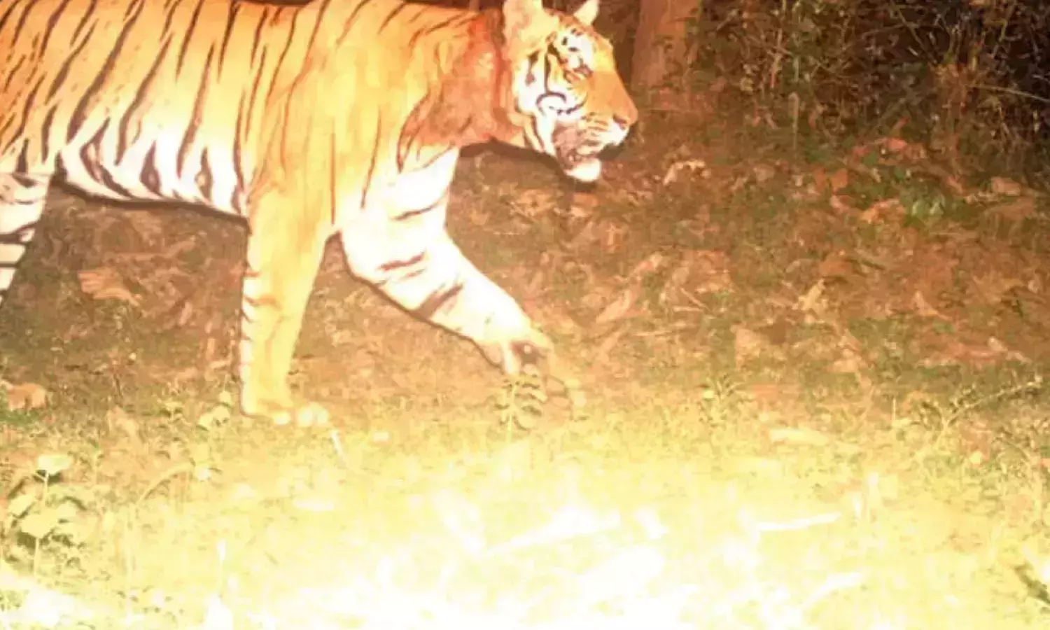 കുറുക്കൻമൂലയിൽ ഇറങ്ങിയ കടുവ ഉൾവനത്തിലേക്ക് കടന്നതായി നിഗമനം കുറുക്കൻമൂലയിൽ ഇറങ്ങിയ കടുവ ഉൾവനത്തിലേക്ക് കടന്നതായി നിഗമനം