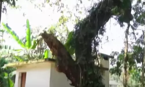 രണ്ട് നൂറ്റാണ്ടിലേറെ പഴക്കമുള്ള മരമുത്തശ്ശിക്കായി കൈകോർത്ത് പന്തളം തെക്കേക്കര