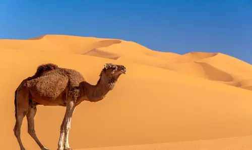 ഒട്ടകത്തെ തൊട്ട് കളിക്കരുത്: നമ്മള്‍ വിചാരിക്കുന്ന അത്ര നിസാരക്കാരനല്ല ഒട്ടകമെന്ന് അമേരിക്കയില്‍ പഠനം