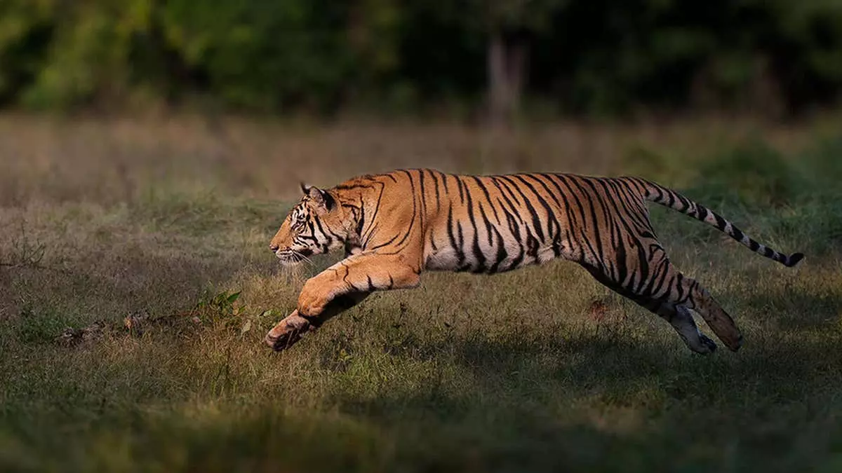 പിടിതരാതെ ഇരപിടിയന്; കുറുക്കൻ മൂലയിൽ കടുവക്കായുള്ള തെരച്ചിൽ ഇന്നും തുടരും പിടിതരാതെ ഇരപിടിയന്; കുറുക്കൻ മൂലയിൽ കടുവക്കായുള്ള തെരച്ചിൽ ഇന്നും തുടരും