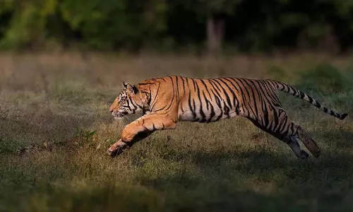 പിടിതരാതെ ഇരപിടിയന്‍; കുറുക്കൻ മൂലയിൽ കടുവക്കായുള്ള തെരച്ചിൽ ഇന്നും തുടരും