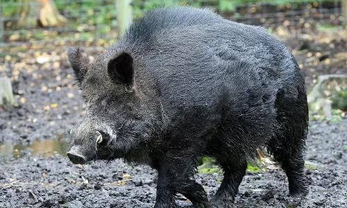 നാദാപുരം അരൂരിൽ കാട്ടുപന്നികളുടെ ശല്യം രൂക്ഷം