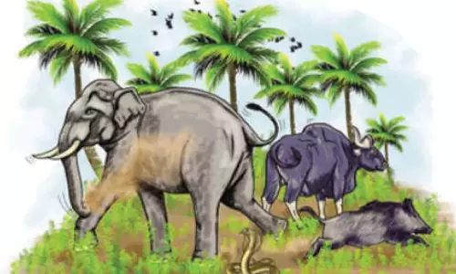 വന്യജീവി ആക്രമണം തടയാൻ നടപടികളുമായി സർക്കാർ