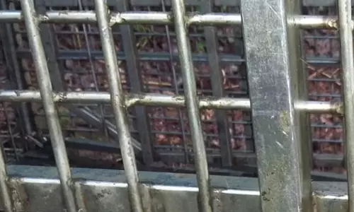 മണ്ണാർക്കാട് തത്തേങ്ങലത്ത് പുലിക്കെണി സ്ഥാപിച്ചു