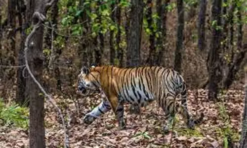 കഴിഞ്ഞ നാലുവർഷത്തിനിടെ മധ്യപ്രദേശിൽ ചത്തത് 85 കടുവകൾ