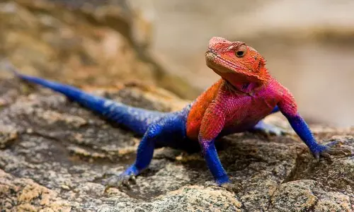 സ്‌പൈഡർമാനെ പോലെ നിറം, കുത്തനെയുള്ള ചുമരുകളിൽ ഓടിക്കയറൽ, സ്‌പൈഡർമാൻ പല്ലിയുടെ ഫോട്ടോ വൈറൽ