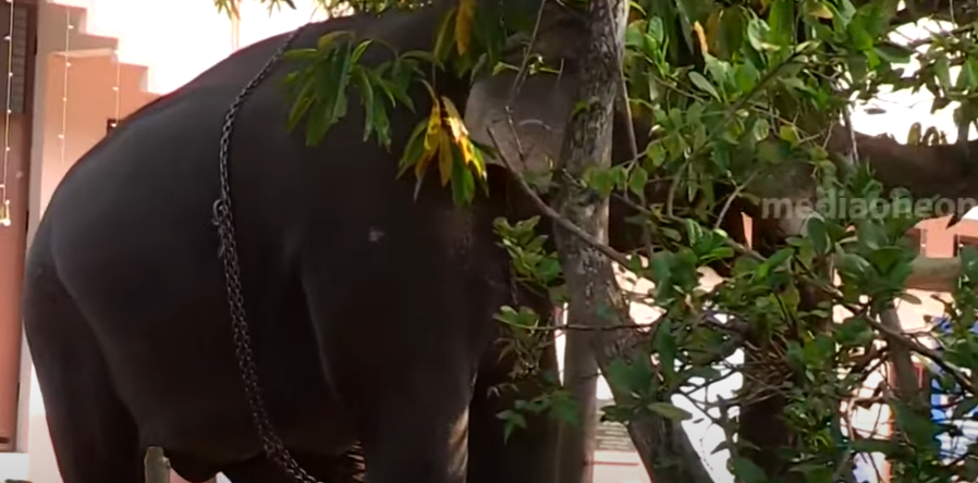 എറണാകുളം മുപ്പത്തടത്ത് ആനയിടഞ്ഞു; പാപ്പാന് പരിക്ക്