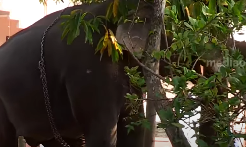 എറണാകുളം മുപ്പത്തടത്ത് ആനയിടഞ്ഞു; പാപ്പാന് പരിക്ക്