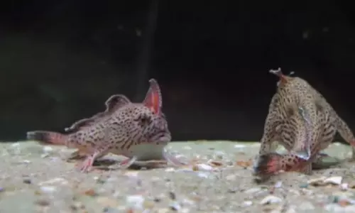 നടക്കും മത്സ്യം വീണ്ടും ആസ്‌ട്രേലിയൻ തീരങ്ങളിൽ