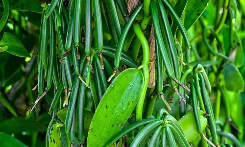 വാനിലയെ കൈവിട്ട് കര്‍ഷകര്‍; വിലയിടിവ് താങ്ങാനാകുന്നില്ല