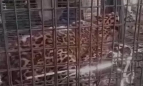 പത്തനംതിട്ടയിൽ ജനവാസ മേഖലയിൽ നിന്നും പുലിയെ പിടികൂടി