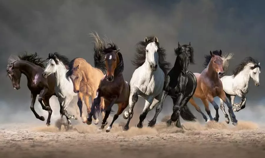 പാരമ്പര്യത്തിന്റെ പ്രൗഢി വിളിച്ചോതുന്ന അറേബ്യന്‍ കുതിരമേളയ്‌ക്കൊരുങ്ങി ഖത്തര്‍