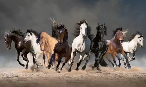 പാരമ്പര്യത്തിന്റെ പ്രൗഢി വിളിച്ചോതുന്ന അറേബ്യന്‍ കുതിരമേളയ്‌ക്കൊരുങ്ങി ഖത്തര്‍