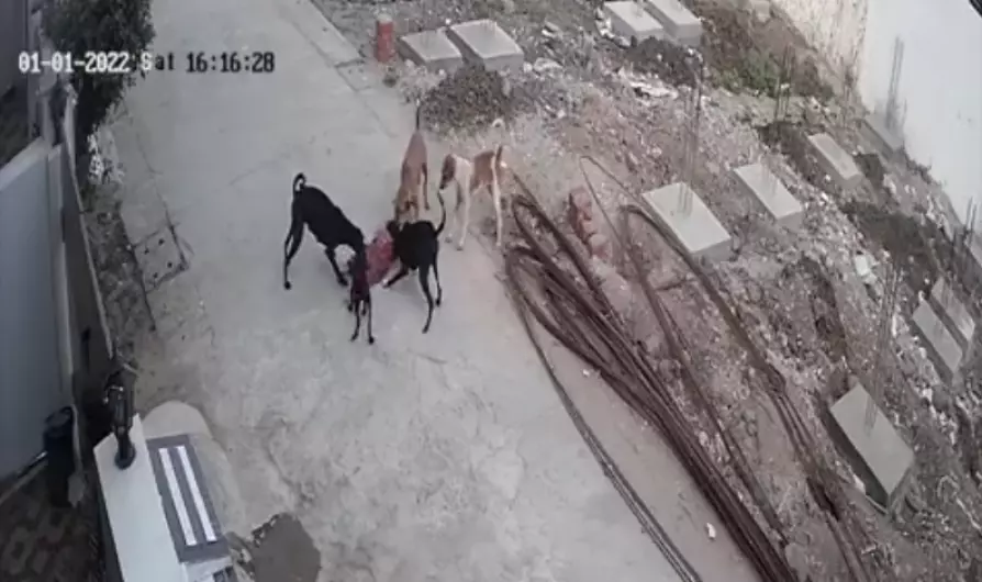 ഭോപ്പാലിൽ തെരുവുനായ്ക്കൾ നാലുവയസ്സുകാരിയെ കടിച്ചുകീറി; വീഡിയോ ഭോപ്പാലിൽ തെരുവുനായ്ക്കൾ നാലുവയസ്സുകാരിയെ കടിച്ചുകീറി; വീഡിയോ