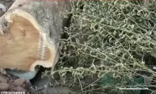കണ്ണൂരിൽ ഉദ്യോഗസ്ഥരുടെ ഒത്താശയോടെ ലക്ഷങ്ങളുടെ മരം മുറിച്ച് കടത്തിയതായി വിജിലൻസ് കണ്ടെത്തൽ കണ്ണൂരിൽ ഉദ്യോഗസ്ഥരുടെ ഒത്താശയോടെ ലക്ഷങ്ങളുടെ മരം മുറിച്ച് കടത്തിയതായി വിജിലൻസ് കണ്ടെത്തൽ