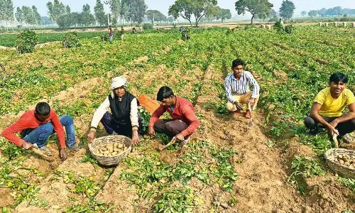 യു.പിയിൽ ഉവൈസിയുടെ പ്രതീക്ഷകളിൽ വില്ലനായി ഉരുളക്കിഴങ്ങ്