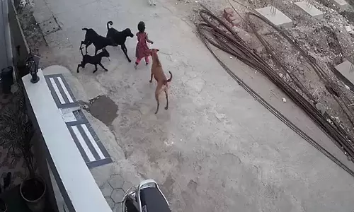 നാലു വയസുകാരിയെ കടിച്ചുകീറി തെരുവുനായകൾ; ഗുരുതരമായി പരിക്കേറ്റ കുട്ടി ചികിത്സയിൽ