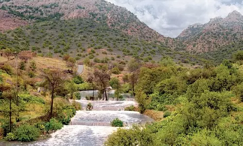 സൗദിയില്‍ ദേശീയോദ്യാന പരിപാടിക്ക് തുടക്കം കുറിച്ചു