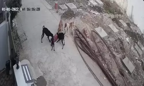 ഭോപ്പാലിൽ തെരുവുനായ്ക്കൾ നാലുവയസ്സുകാരിയെ കടിച്ചുകീറി; വീഡിയോ ഭോപ്പാലിൽ തെരുവുനായ്ക്കൾ നാലുവയസ്സുകാരിയെ കടിച്ചുകീറി; വീഡിയോ