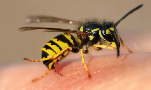 മലപ്പുറത്ത് കടന്നൽ കുത്തേറ്റ് 45കാരന് ദാരുണാന്ത്യം: അഞ്ച് പേർക്ക് ഗുരുതര പരിക്ക് മലപ്പുറത്ത് കടന്നൽ കുത്തേറ്റ് 45കാരന് ദാരുണാന്ത്യം: അഞ്ച് പേർക്ക് ഗുരുതര പരിക്ക്