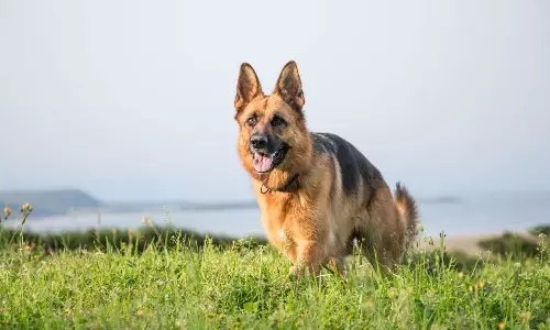 നായ, പൊലീസിനോട് സഹായം തേടി;  രക്ഷപ്പെട്ടത് ഉടമയടക്കം മൂന്ന് പേര്‍