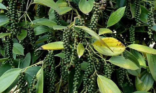 കുരുമുളക് വില കുറയുന്നു; കർഷകർക്ക് തിരിച്ചടി, വ്യാപാരികളും പ്രതിസന്ധിയിൽ