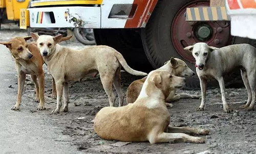 പേരാമ്പ്ര ഹയർ സെക്കന്ററി സ്‌കൂളിൽ വിദ്യാർത്ഥികൾക്ക് തെരുവ് നായയുടെ കടിയേറ്റു