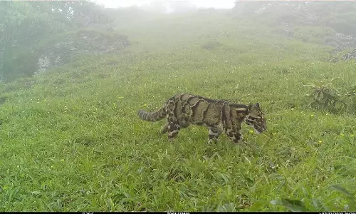 മേഘം തൊട്ടു നടന്ന് മേഘപ്പുലി; നാഗാലാന്റിലെ പർവനിരയിൽ കണ്ടത് അപൂർവകാഴ്ച