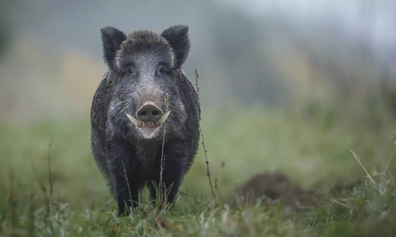 കാട്ടു പന്നിയുടെ ആക്രമണത്തിൽ വീട്ടമ്മക്ക് ഗുരുതര പരിക്ക്