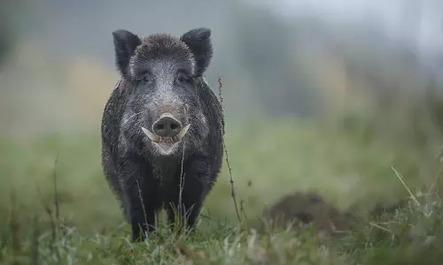 കാട്ടു പന്നിയുടെ ആക്രമണത്തിൽ വീട്ടമ്മക്ക് ഗുരുതര പരിക്ക്
