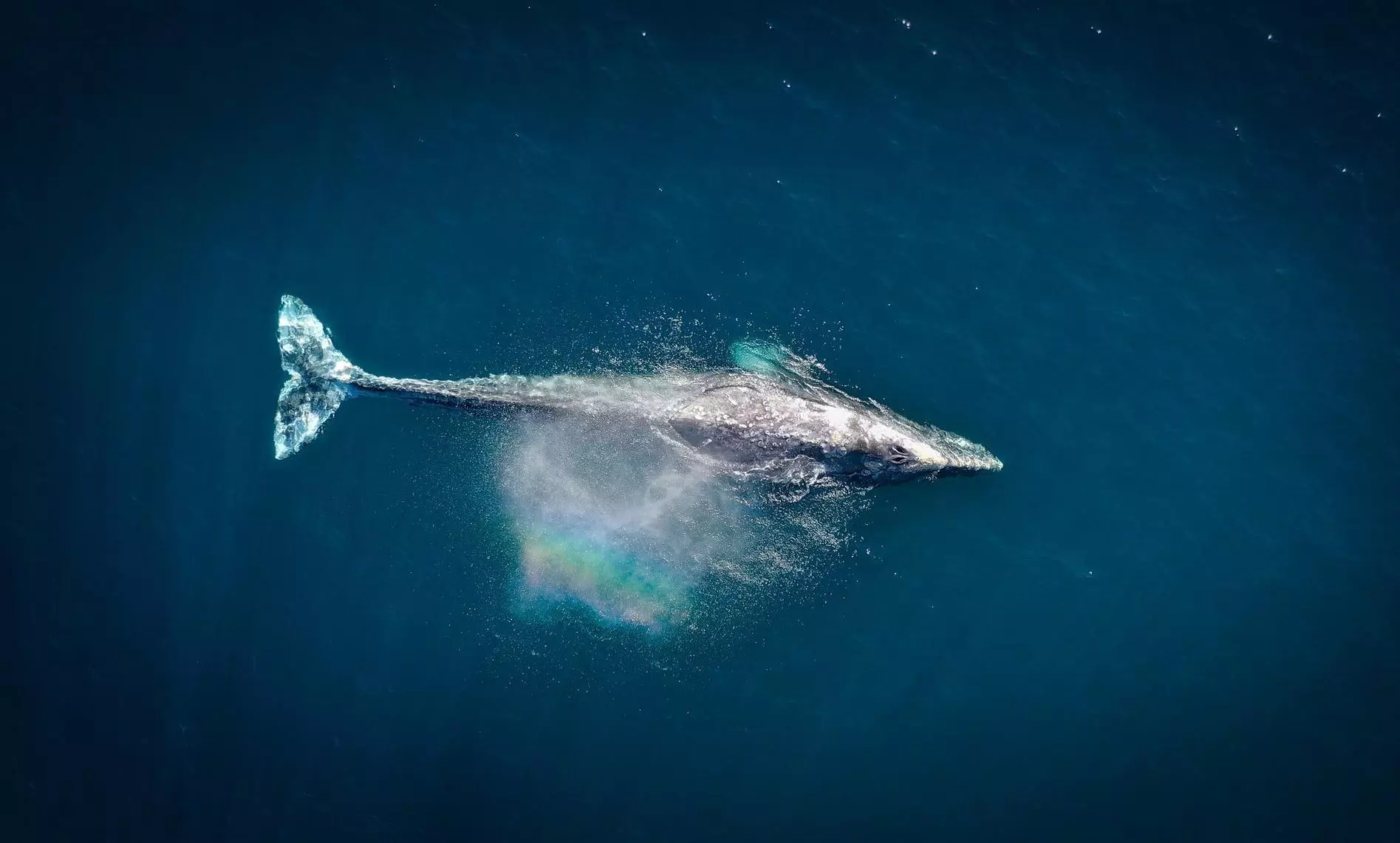 ദുബൈ ഹാര്‍ബറില്‍ അപൂര്‍വ സന്ദര്‍ശകനായി തിമിംഗലം; ദൃശ്യങ്ങള്‍ പങ്കുവച്ച് രാജകുമാരന്‍ ഷെയ്ഖ് ഹംദാന്‍