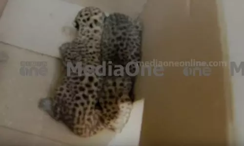 പാലക്കാട് ഉമ്മിനിയിൽ പുലിയെ പിടിക്കാൻ വനം വകുപ്പ് കൂട് സ്ഥാപിച്ചു