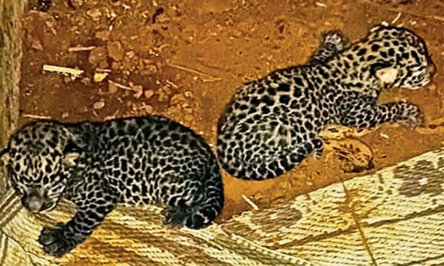 പാലക്കാട് വീട്ടിൽ നിന്ന് ലഭിച്ച പുലിക്കുഞ്ഞുങ്ങളിൽ ഒന്നിനെ അമ്മപ്പുലി കൊണ്ടുപോയി പാലക്കാട് വീട്ടിൽ നിന്ന് ലഭിച്ച പുലിക്കുഞ്ഞുങ്ങളിൽ ഒന്നിനെ അമ്മപ്പുലി കൊണ്ടുപോയി